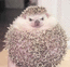 http://sir-barton.narod.ru/Oformlenie/spacer.gif